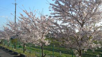 A row of cherry blossom trees along a paved path with a green fence and a utility pole in the background.