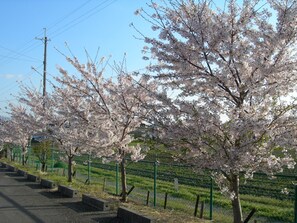 A row of cherry blossom trees along a paved path with a green fence and a utility pole in the background. - Hotel Hyper Noah - Adults Only (Sakai)