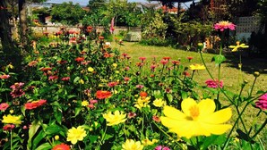 Um jardim com diversas flores e um edifício ao fundo.