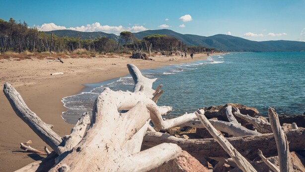 Une plage parsemée de bois flotté, offrant une vue dégagée sur la mer et les montagnes.