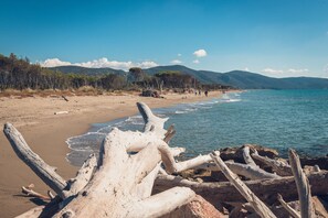 Une plage parsemée de bois flotté, offrant une vue dégagée sur la mer et les montagnes.