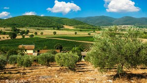 Viñedo con hileras de vid, algunos edificios y montañas al fondo.