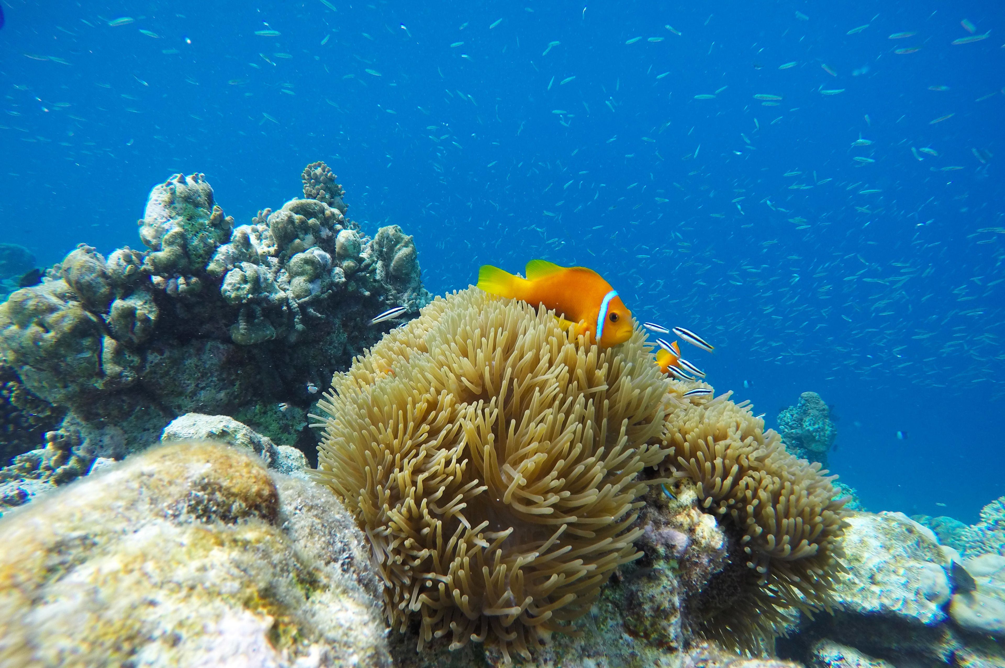 A coral reef with anemones and a fish.