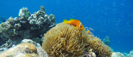 A coral reef with anemones and a fish.