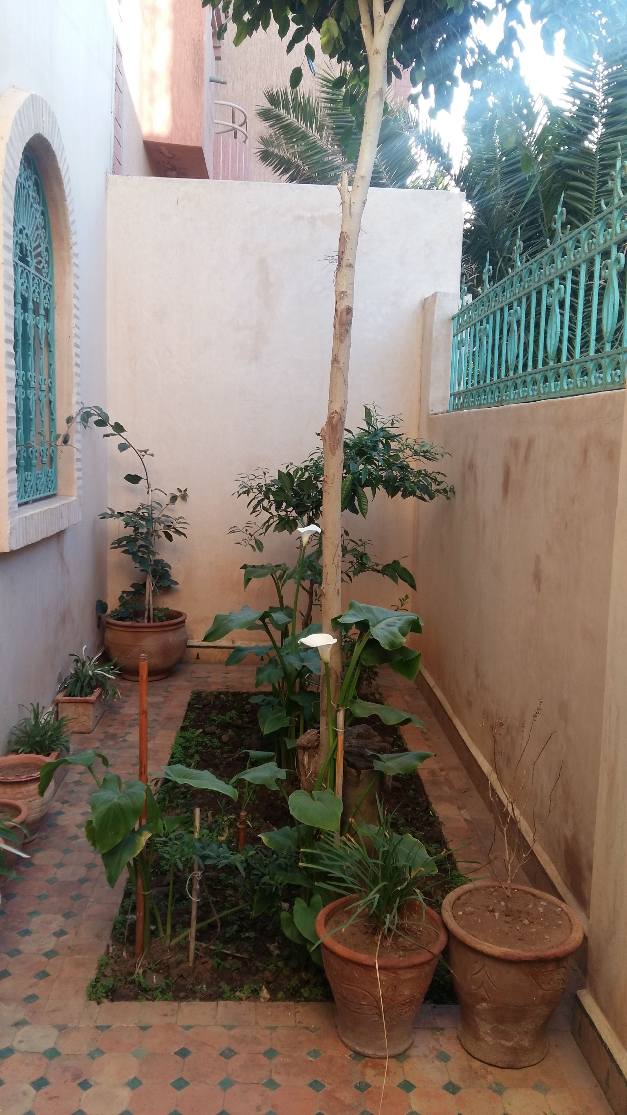 Un pequeño patio con plantas en macetas, un árbol y suelo de baldosas.