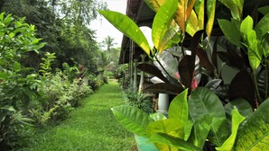 A lush garden pathway with various plants and a building in the background. - Pura Sanda Villa (Inamaluwa)