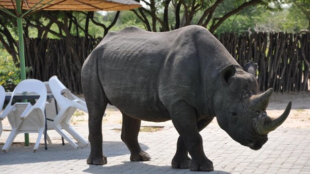 Ein Nashorn in der Nähe eines Pools mit Stühlen und einem Zaun im Hintergrund.