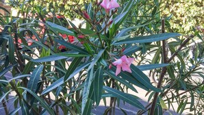 A plant with broad leaves and pink flowers in a garden setting. - B&B Villa Sophie (Assisi)