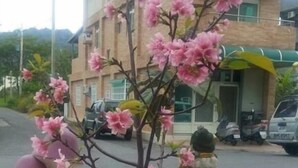 Un árbol de flores rosadas frente a un edificio, con un coche estacionado y una moto.