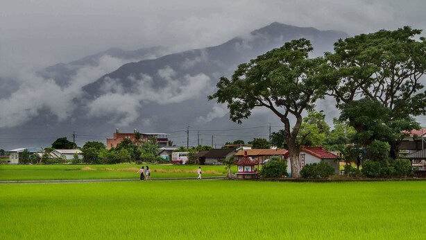 A rural landscape with a green field, a large tree, and houses in the background. - Strawberry Milk B&B (Taitung)