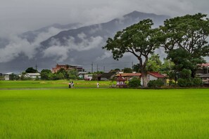 A rural landscape with a green field, a large tree, and houses in the background. - Strawberry Milk B&B (Taitung)
