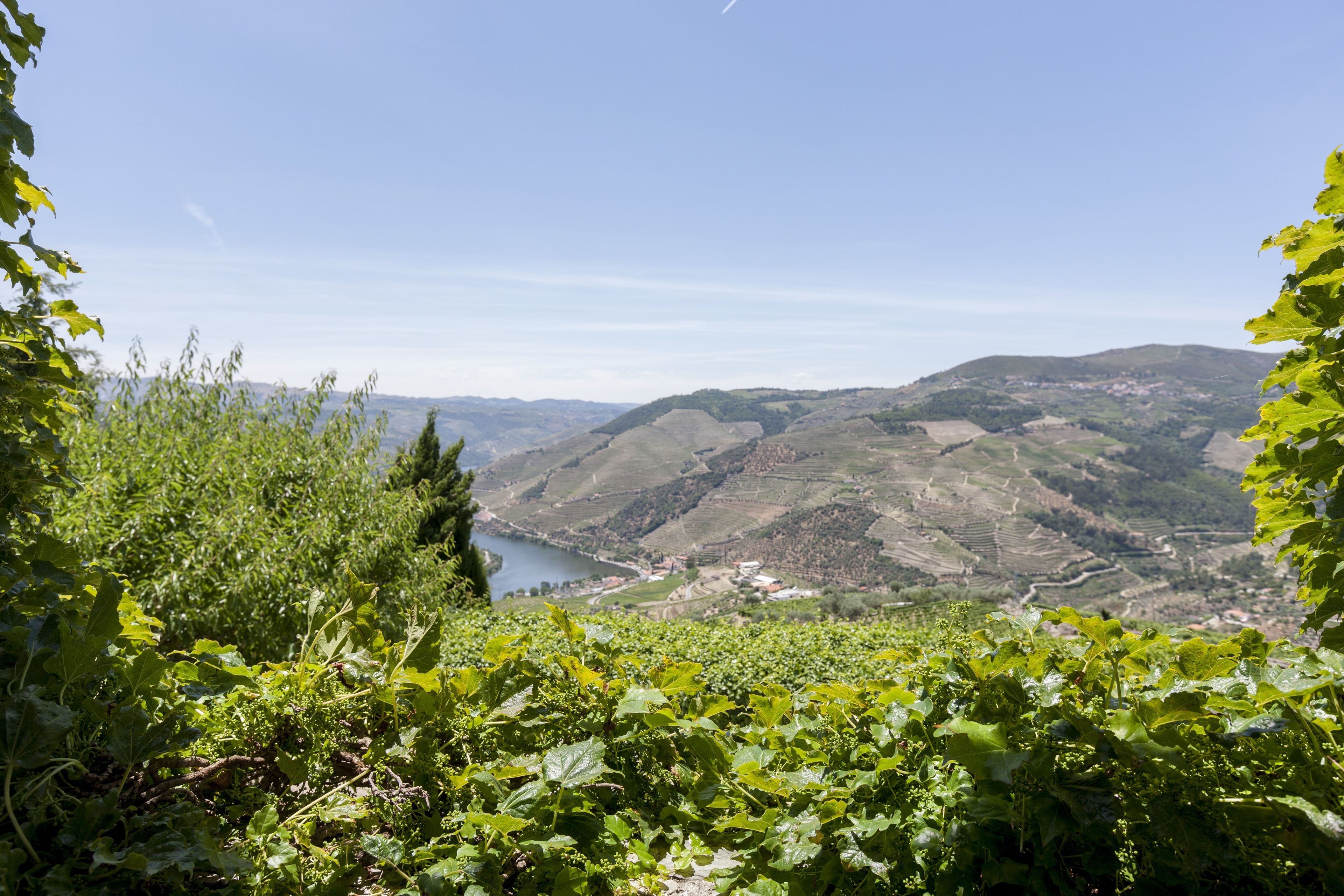 A vineyard with rows of grapevines and a valley with terraced fields and a body of water in the distance.