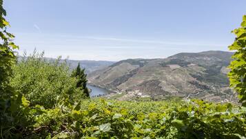 A vineyard with rows of grapevines and a valley with terraced fields and a body of water in the distance.