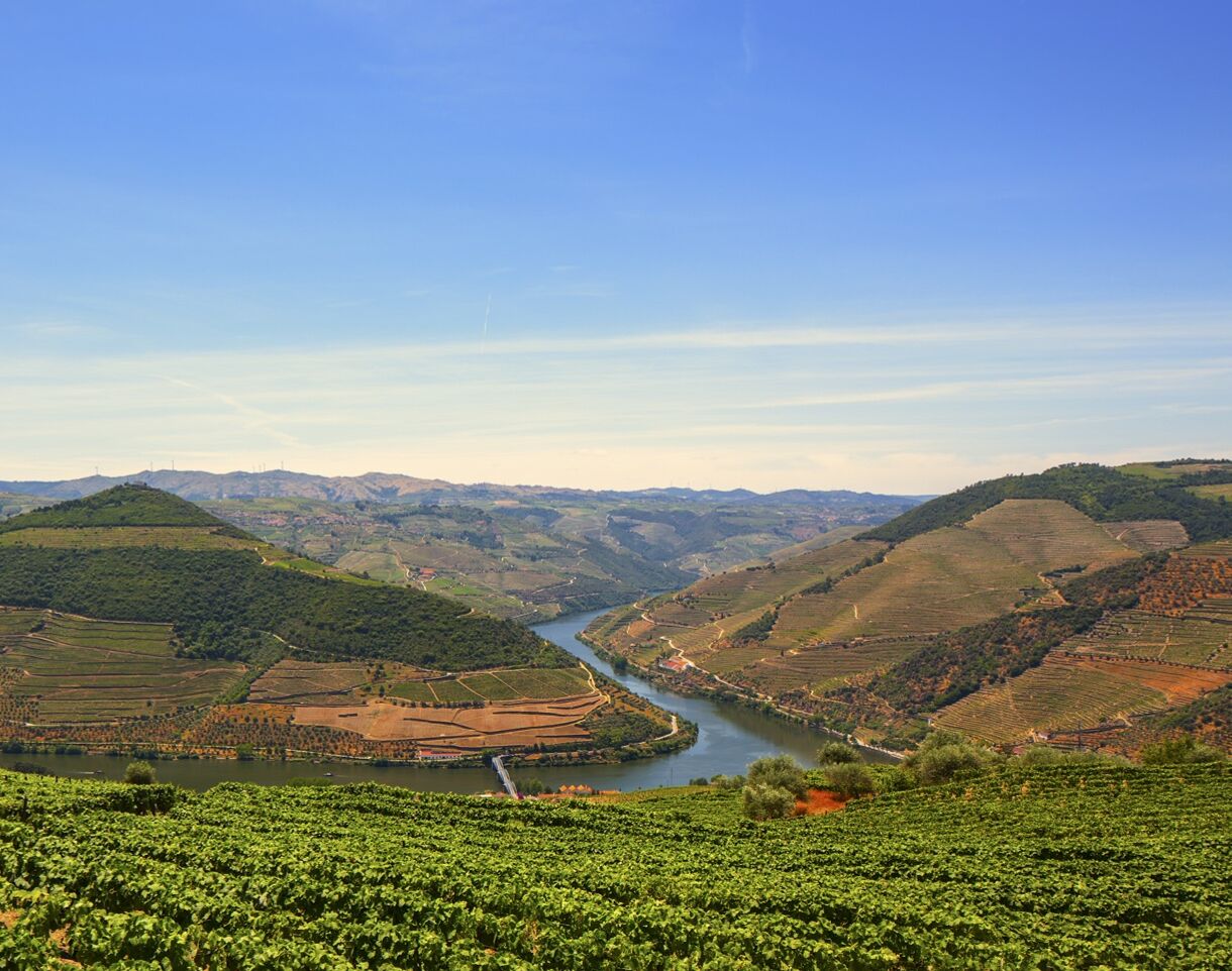 Paisaje de viñedo con campos en terrazas y un río.