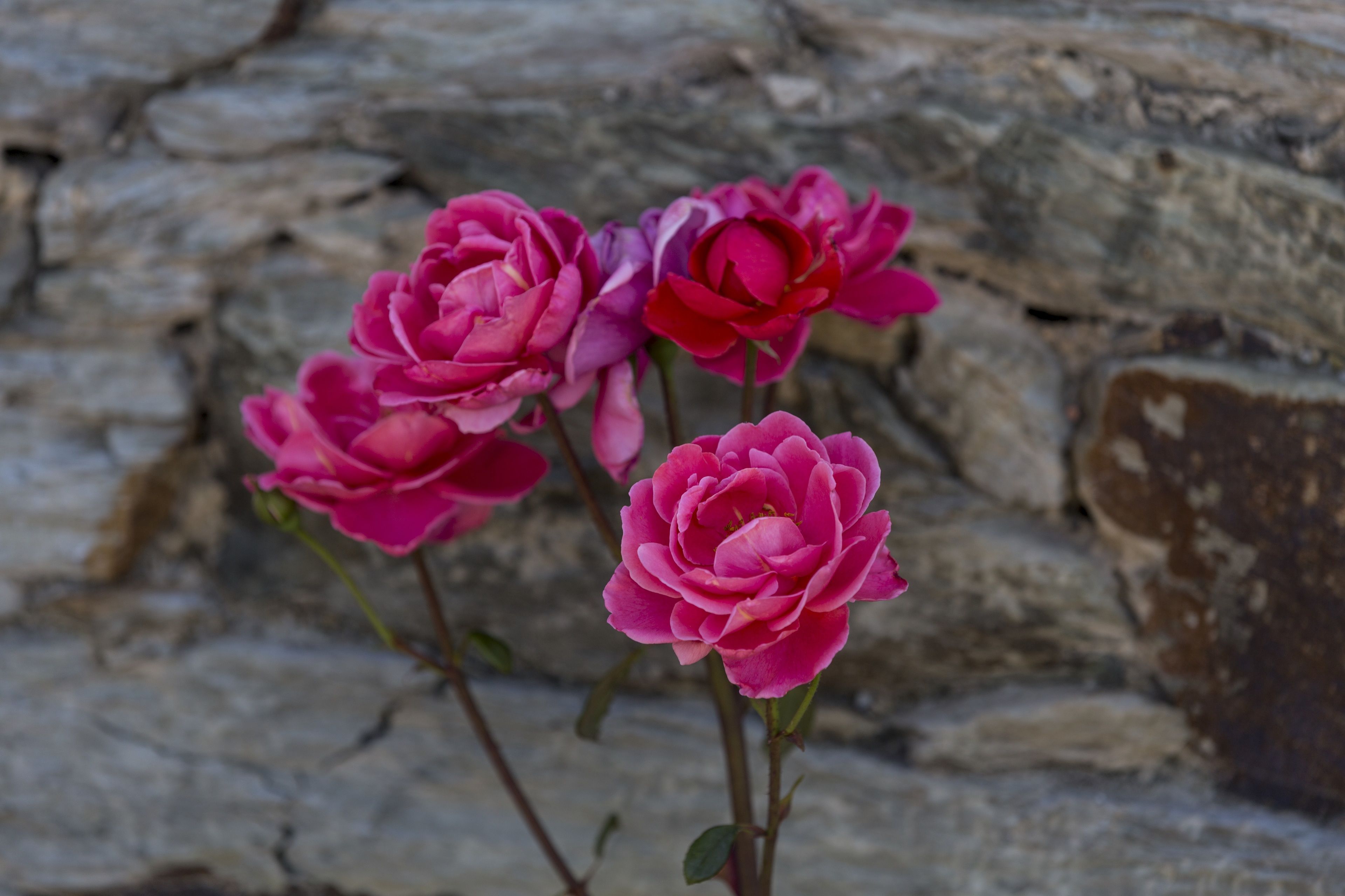 Tres rosas rosadas frente a una pared de piedra.