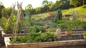 A garden with raised beds, wooden trellises, and various plants.