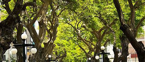 A tree-lined pathway with benches and street lamps.
