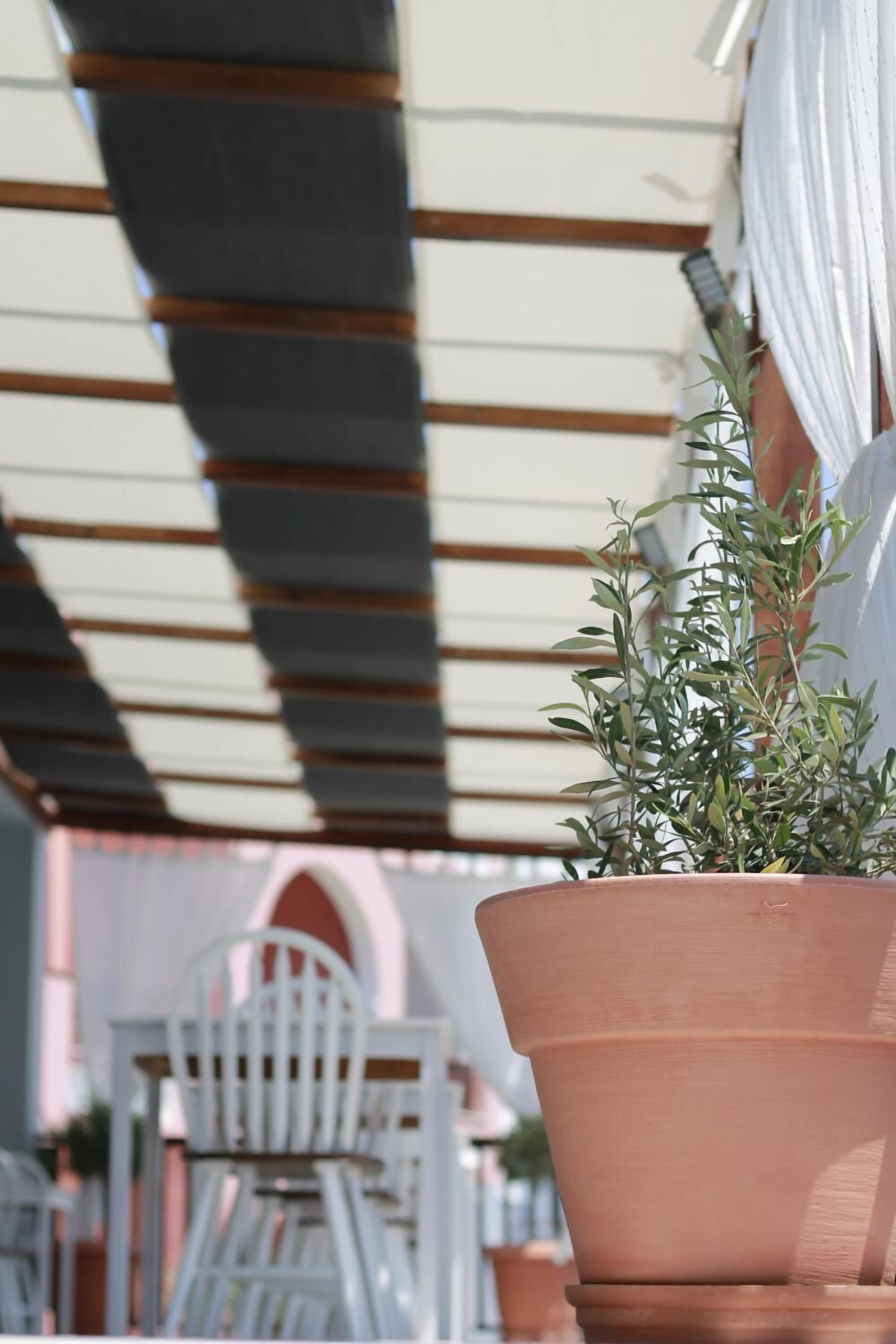 A terracotta pot with a plant on a terrace.