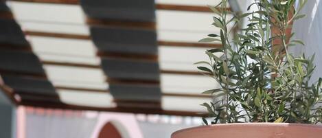 A terracotta pot with a plant on a terrace.