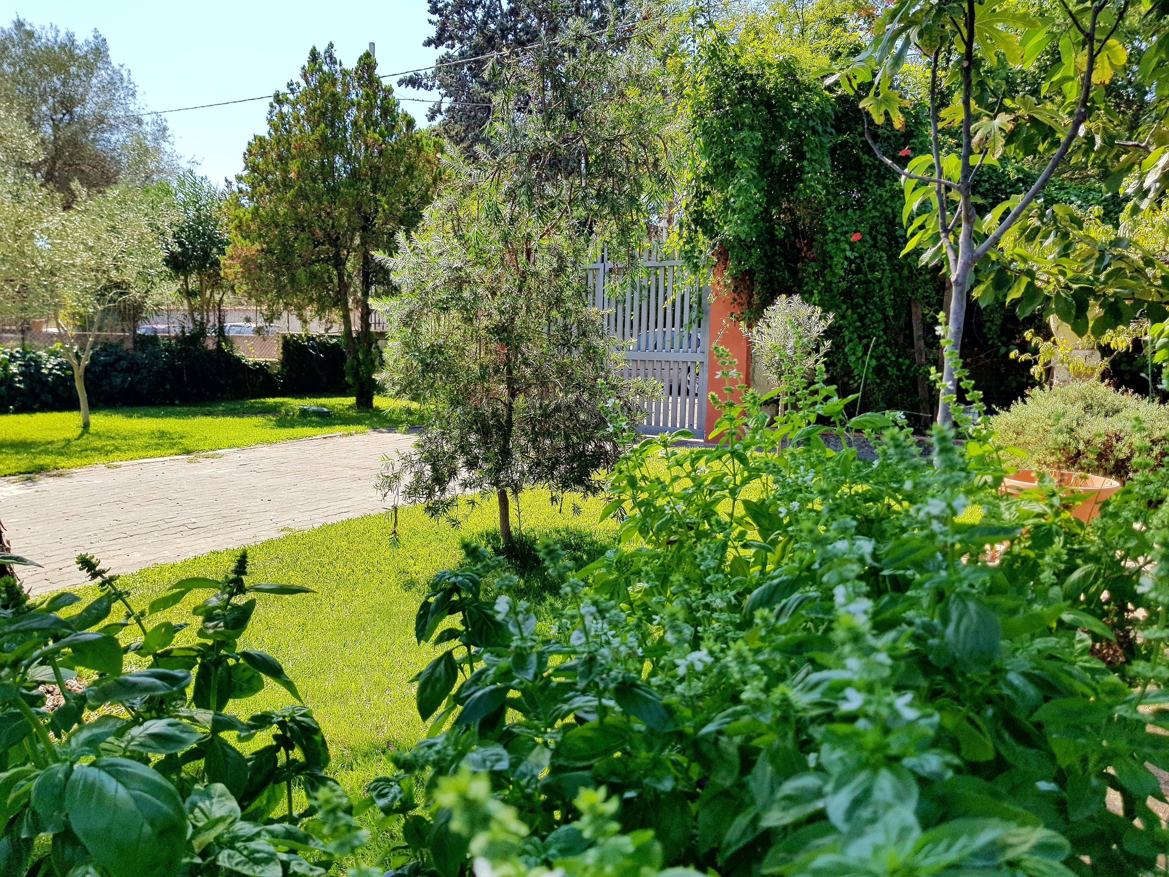 Giardino