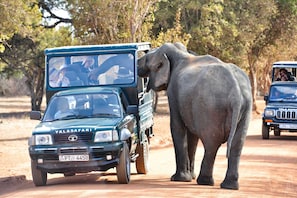 A safari vehicle with passengers observing an elephant.