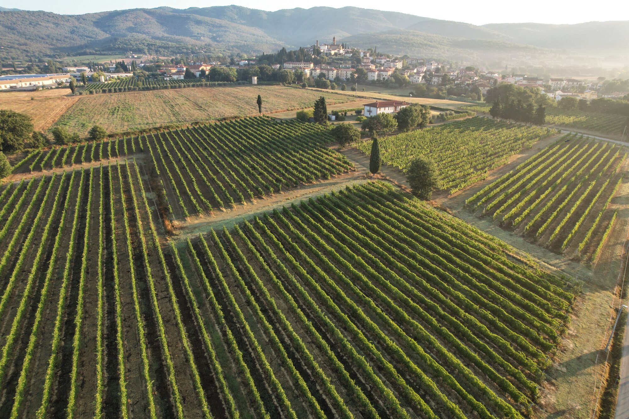 Ein Weinberg mit Rebenreihen und einer Stadt im Hintergrund.