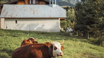 Um celeiro com telhado de metal e um campanário, rodeado por um campo gramado e montanhas ao fundo.