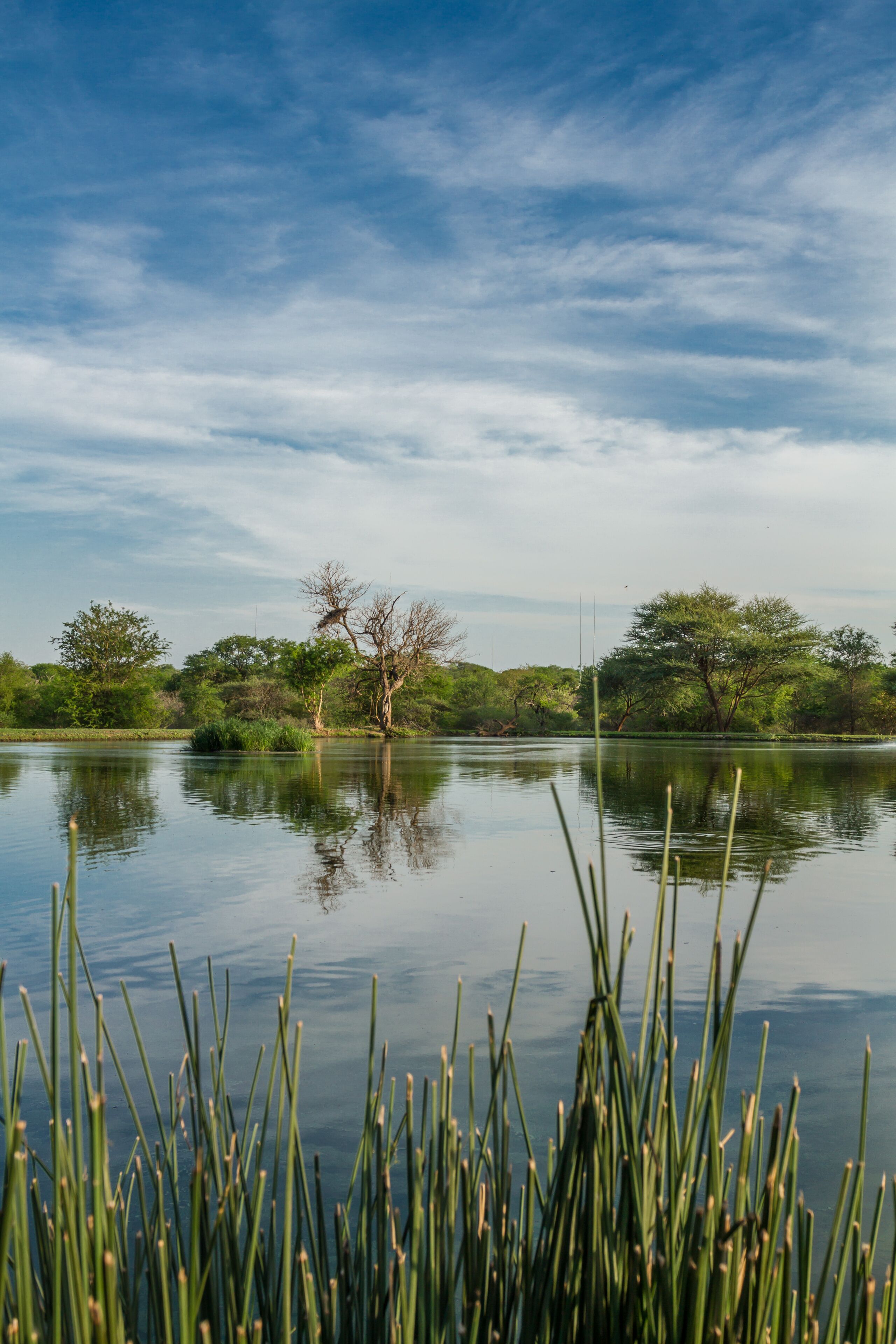 Un lago tranquilo con reflejos de árboles y cielo, rodeado de abundante vegetación.