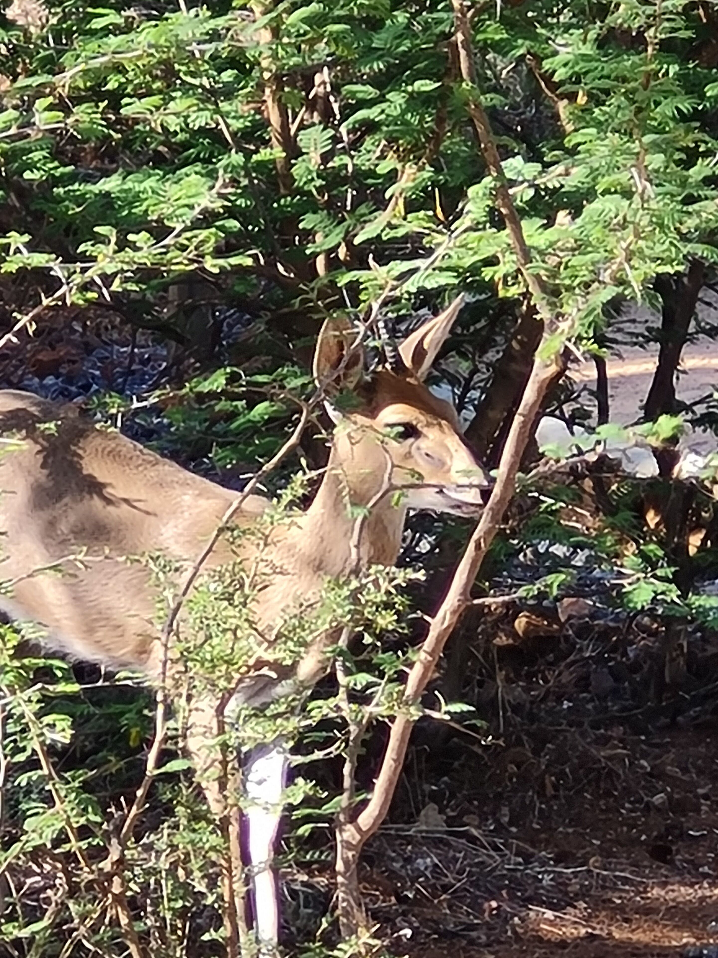 A donkey partially obscured by foliage in a natural setting.