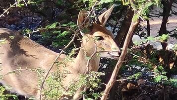 A donkey partially obscured by foliage in a natural setting.