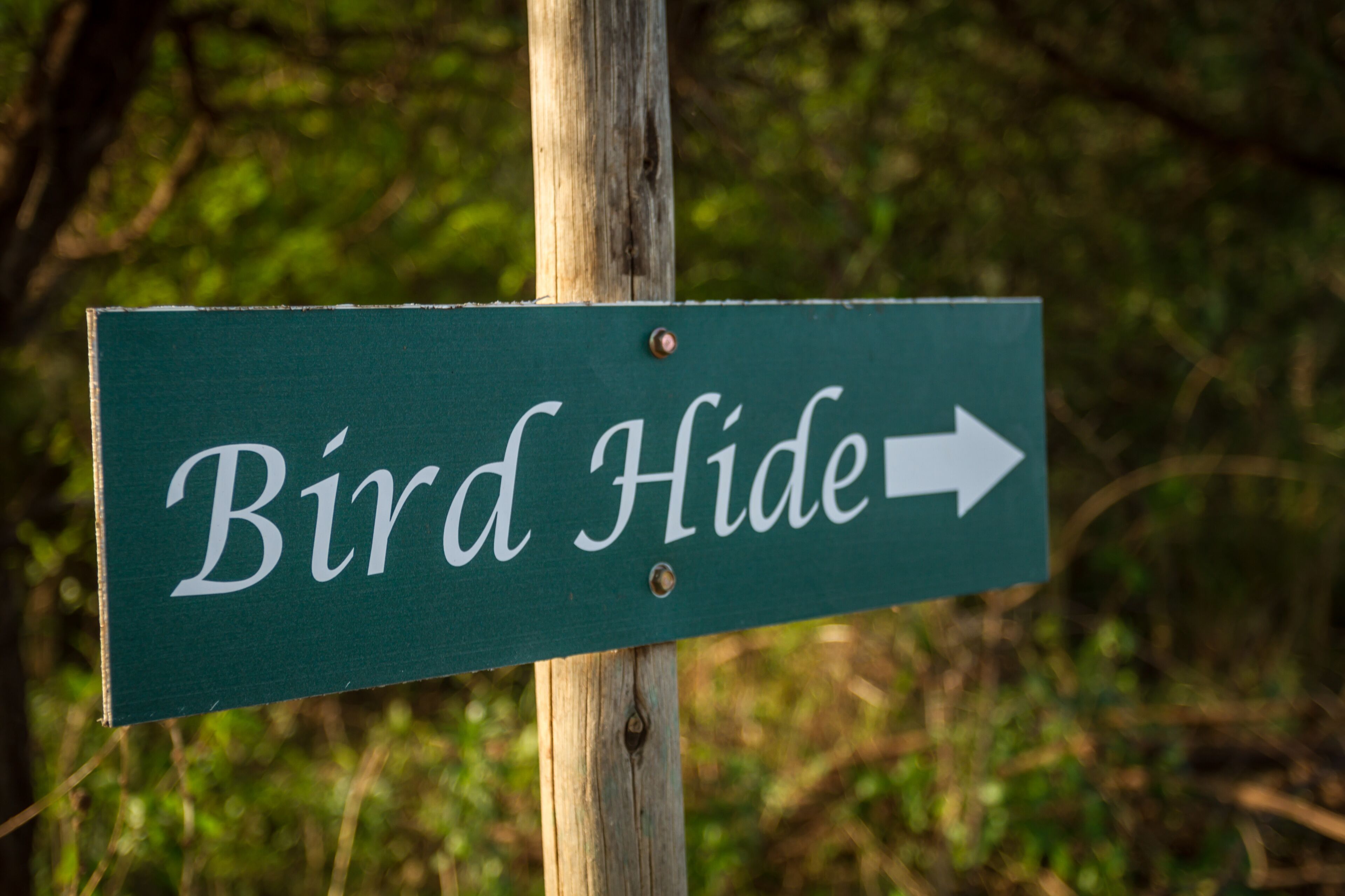 A directional sign labeled "Bird Hide" with an arrow pointing to the right.