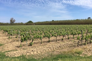 Viñedo con hileras de vides sostenidas por estacas.