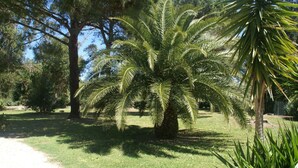 Una palmera en un césped bajo un cielo despejado.