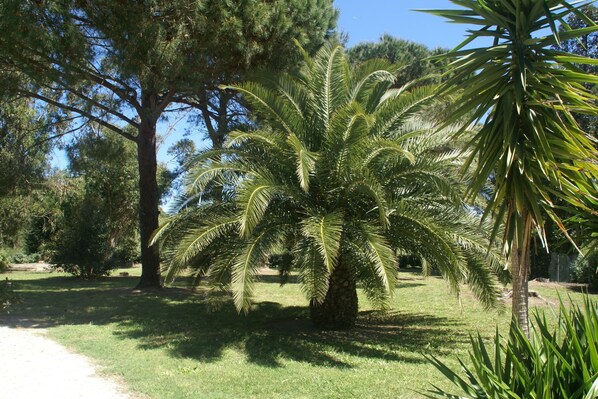 Una palmera en un césped bajo un cielo despejado.