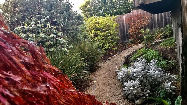 Ein Gartenweg mit verschiedenen Pflanzen und einem Holzzaun.