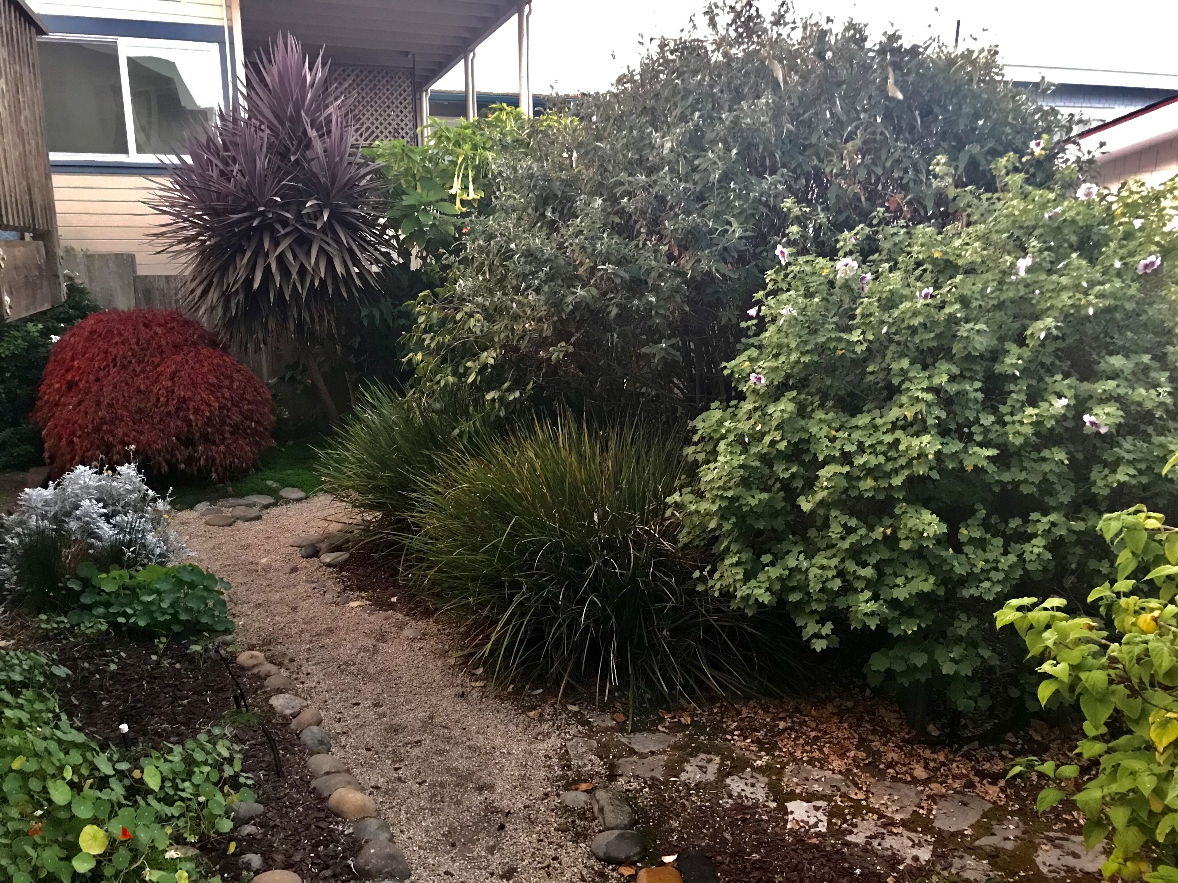 Un jardín con diversas plantas y un camino de grava.