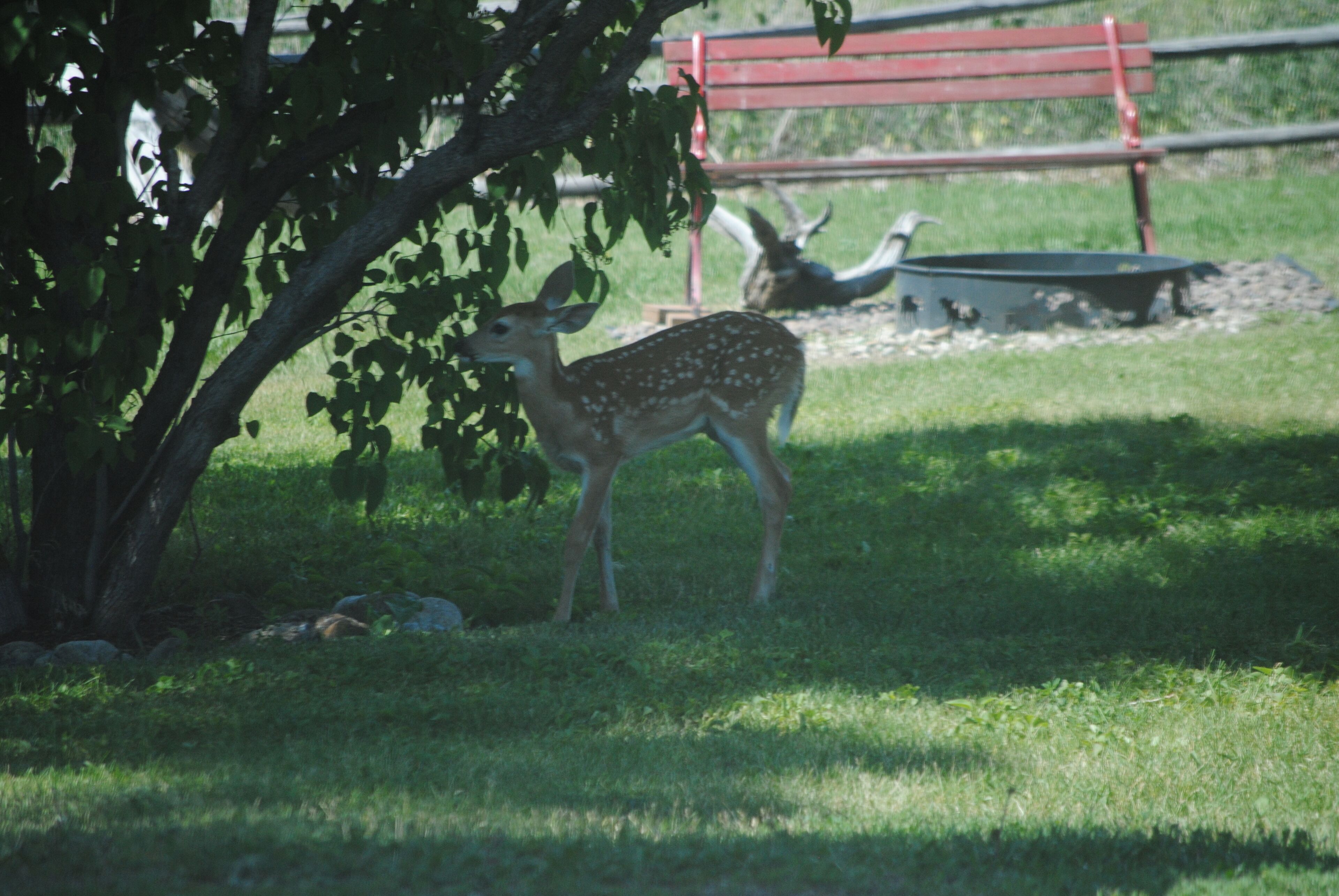 A deer in a grassy area with a red bench and a bird bath in the background.
