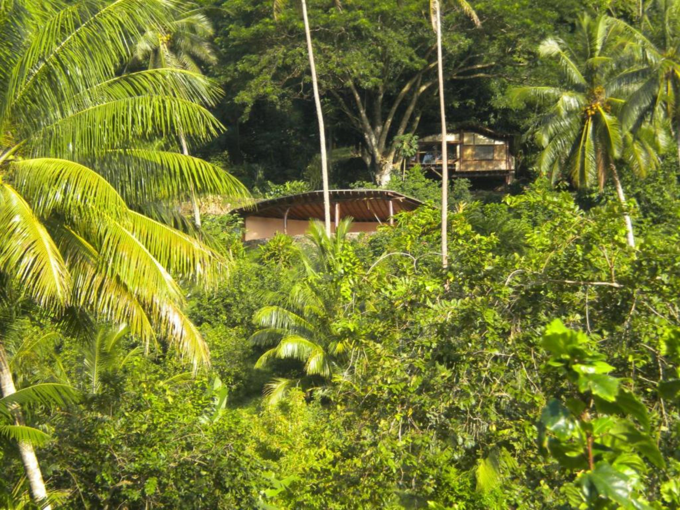 A lush, tropical environment with dense foliage and a small building with a sloped roof.