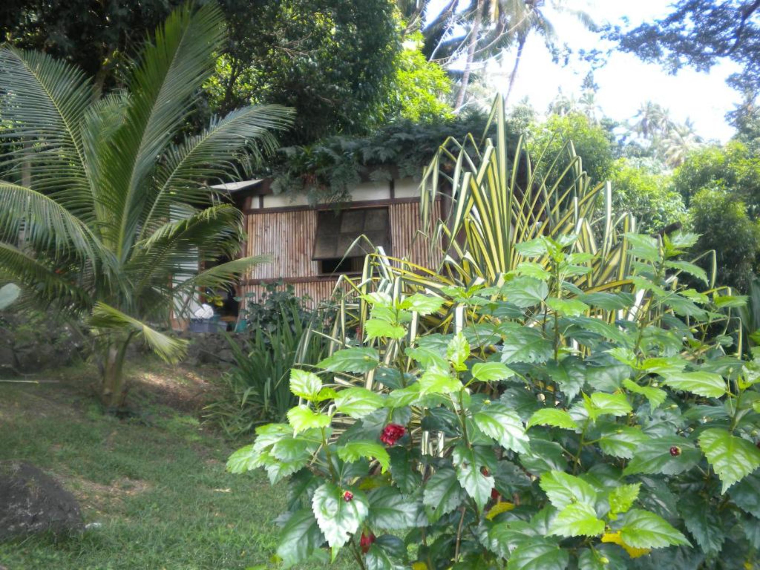 Un jardin luxuriant, avec une variété de plantes, et une structure en bois en arrière-plan.