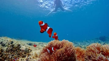 An underwater scene with a diver and clownfish swimming near an anemone.