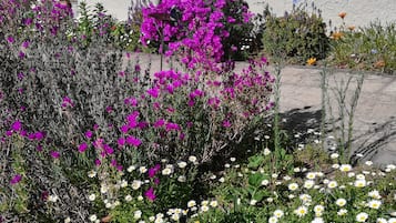 Tuin
