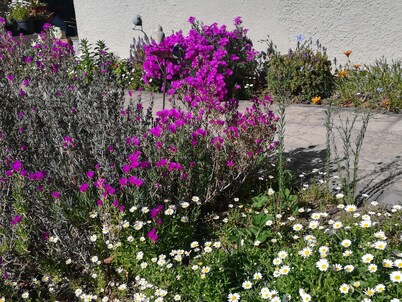 AppleBee Guest Cottages