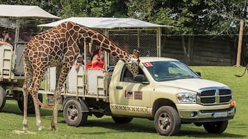 Una camioneta con una jirafa de pie en la parte trasera.