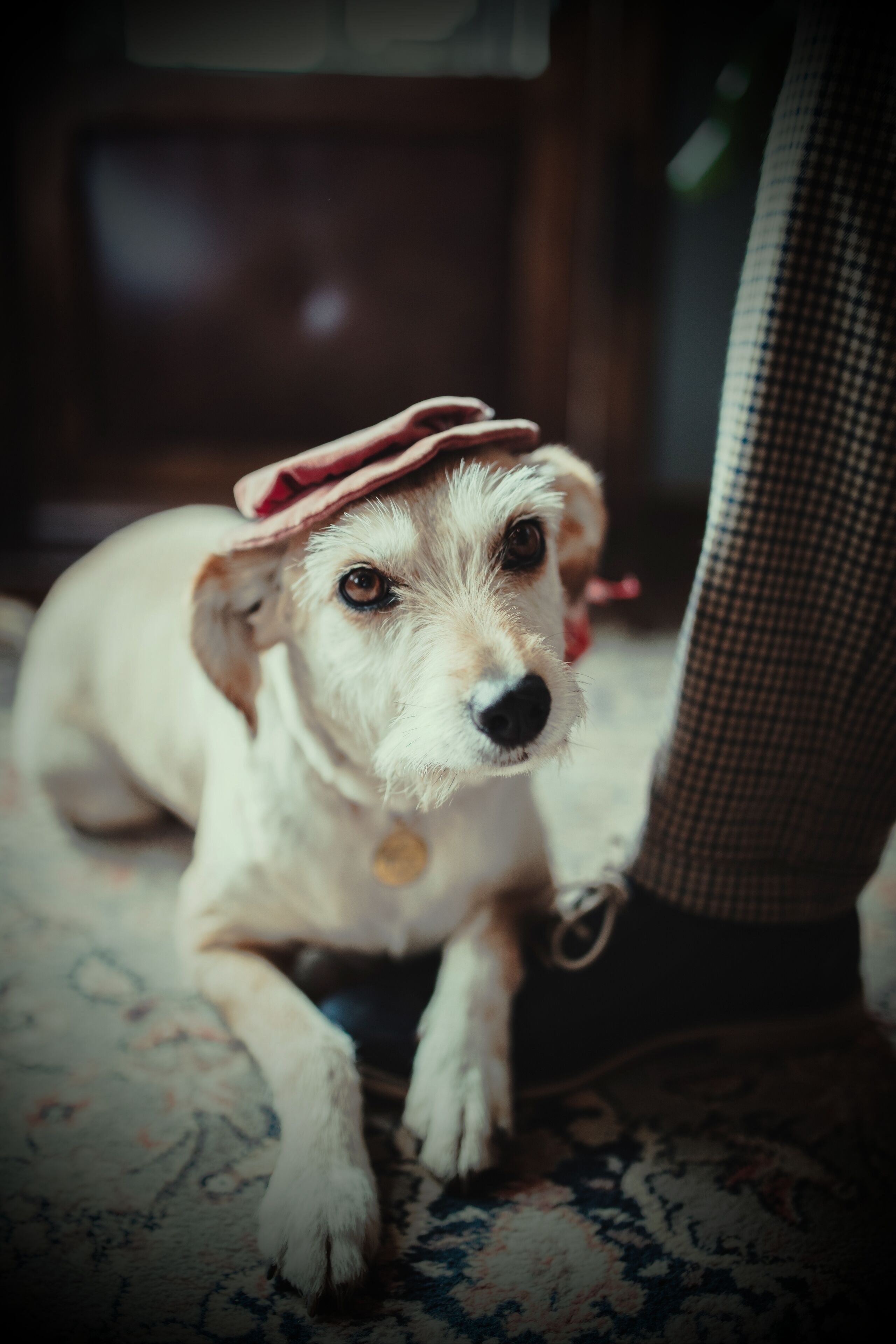 Un chien portant un chapeau, allongé sur un tapis à motifs, avec un plancher en bois et une chaise en arrière-plan.