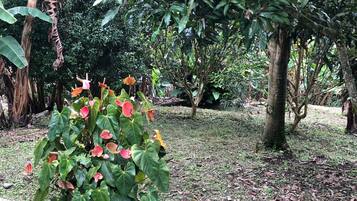 Family Cabin, 2 Bedrooms, Kitchen, Garden Area | View from room