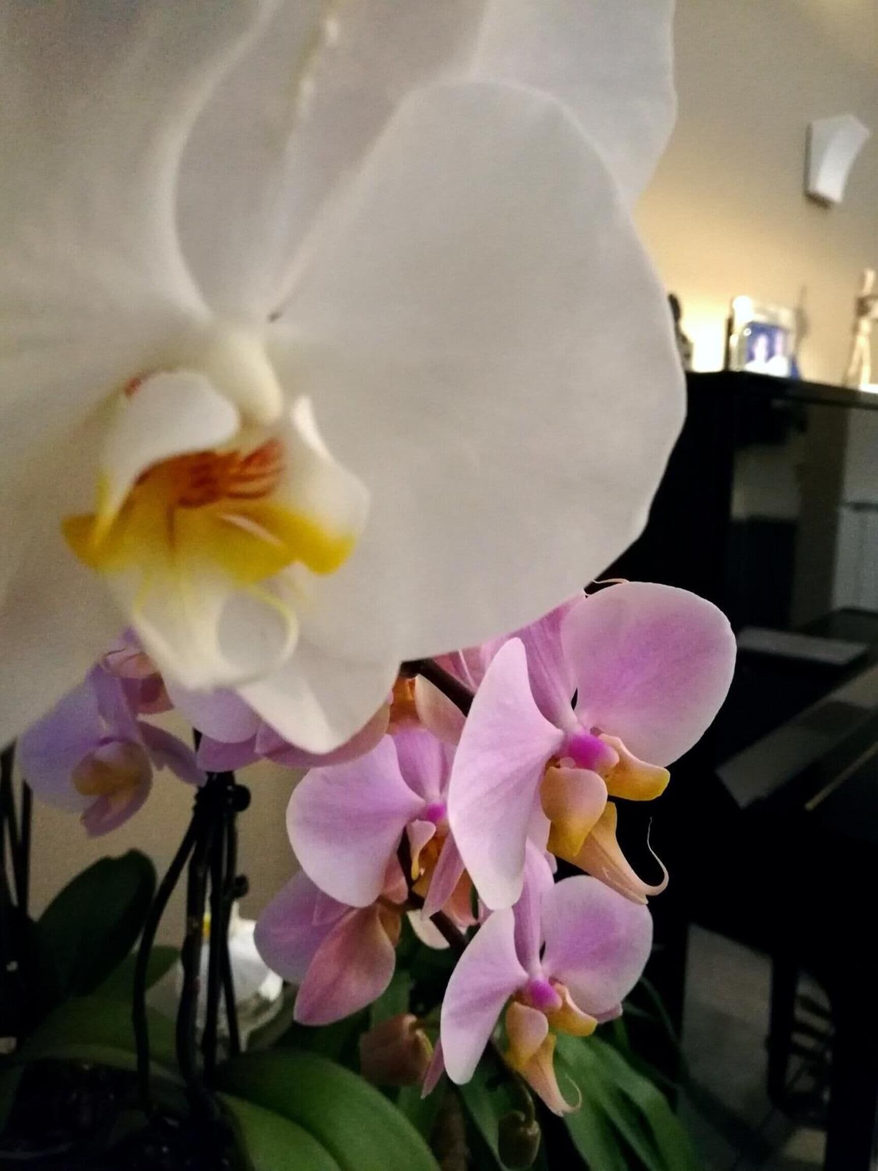 A close-up of an orchid with white and pink petals.