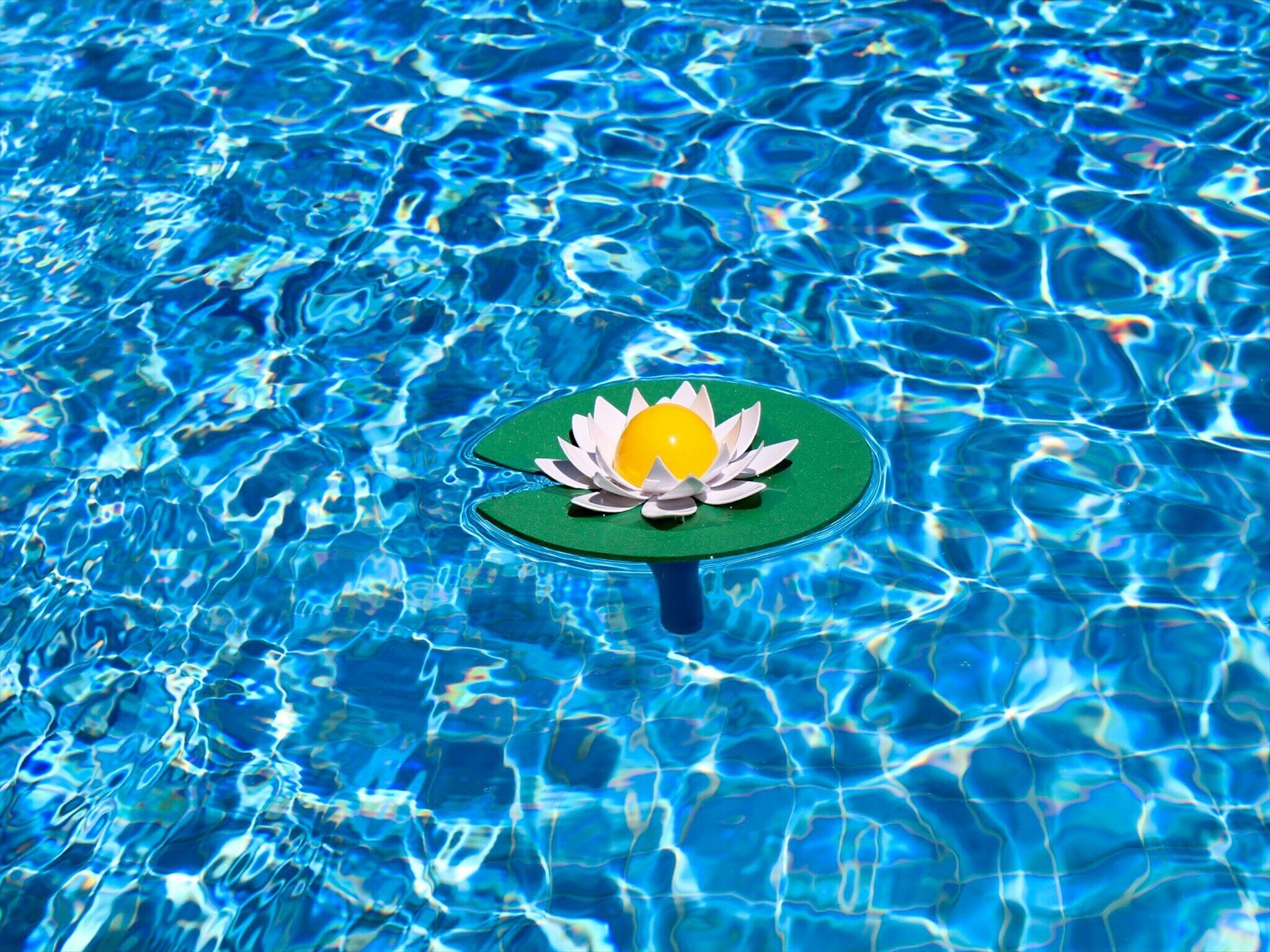 Une piscine d’un bleu limpide, ornée d’une fleur de lotus flottante.