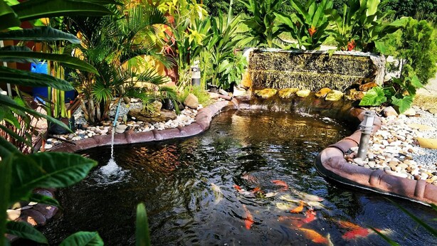 A koi pond with a waterfall, surrounded by lush greenery and rocks. - Somjainuk Resort 2 (Pluak Daeng)