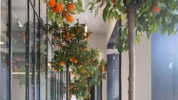 A modern indoor space with glass walls, a row of blue chairs, and orange trees.