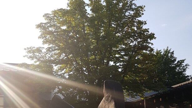 A sculpture of a horse in a fountain with sunlight streaming through the trees. - Kurhotel Anders (Bad Fuessing)